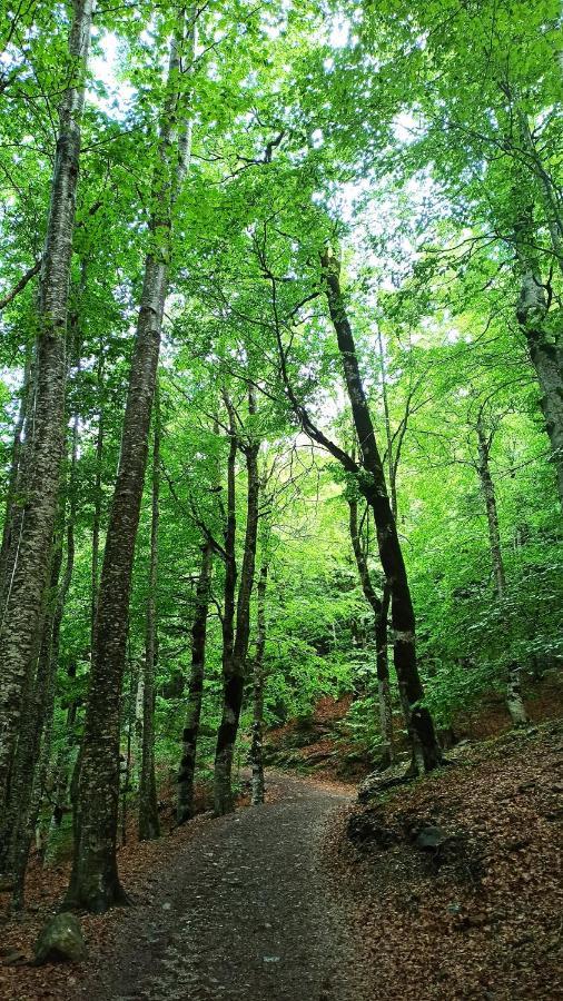 Finger Lakes Treehouse Sodus المظهر الخارجي الصورة